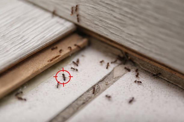 Best Cockroach Control Services  in Glyndon, MN