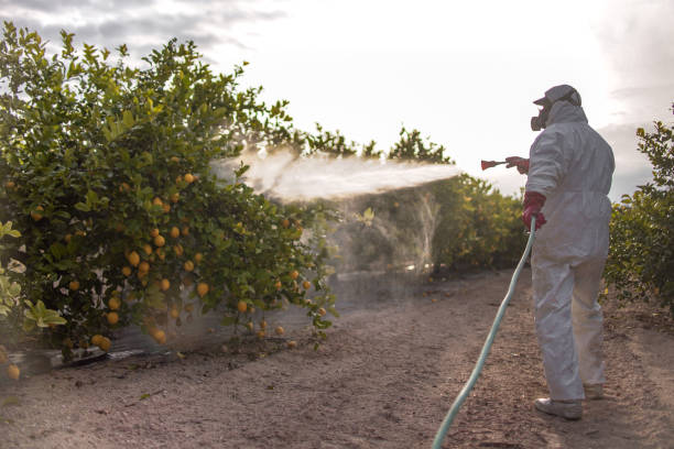 Best Ant Control Services  in Glyndon, MN