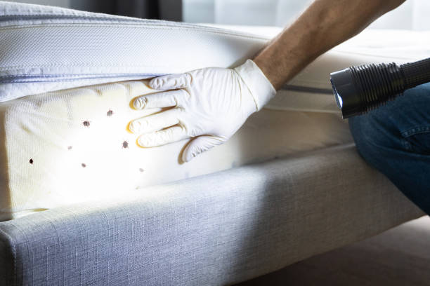 Best Emergency Pest Control  in Glyndon, MN
